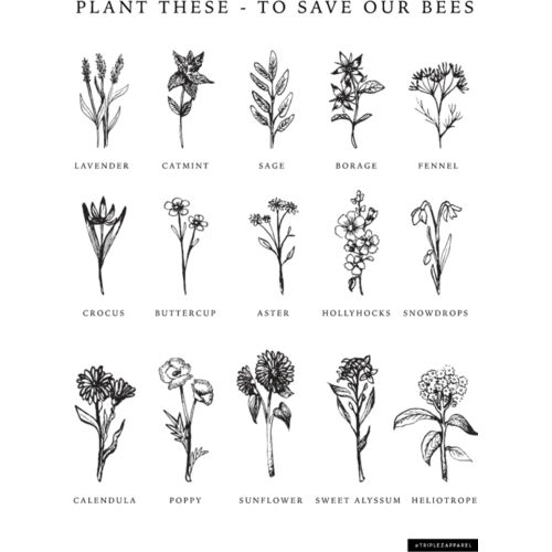 flowers for bees Thumbnail